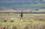 IMG_2320croped