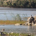 IMG_2335croped
