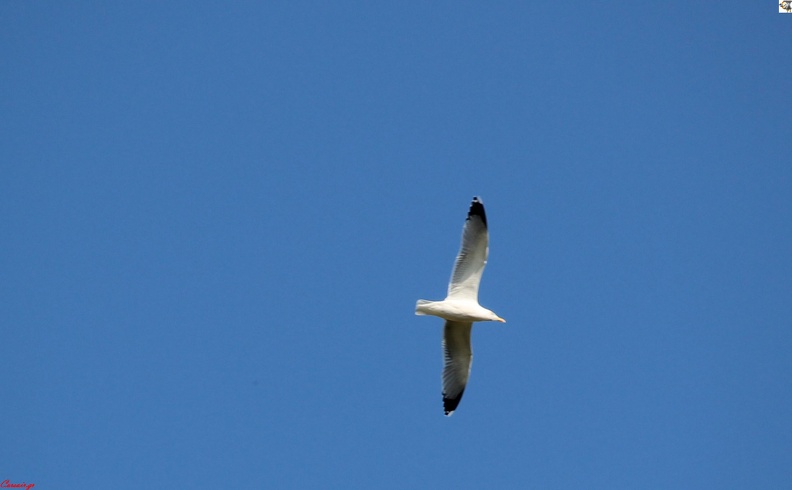 IMG_2417croped.jpg